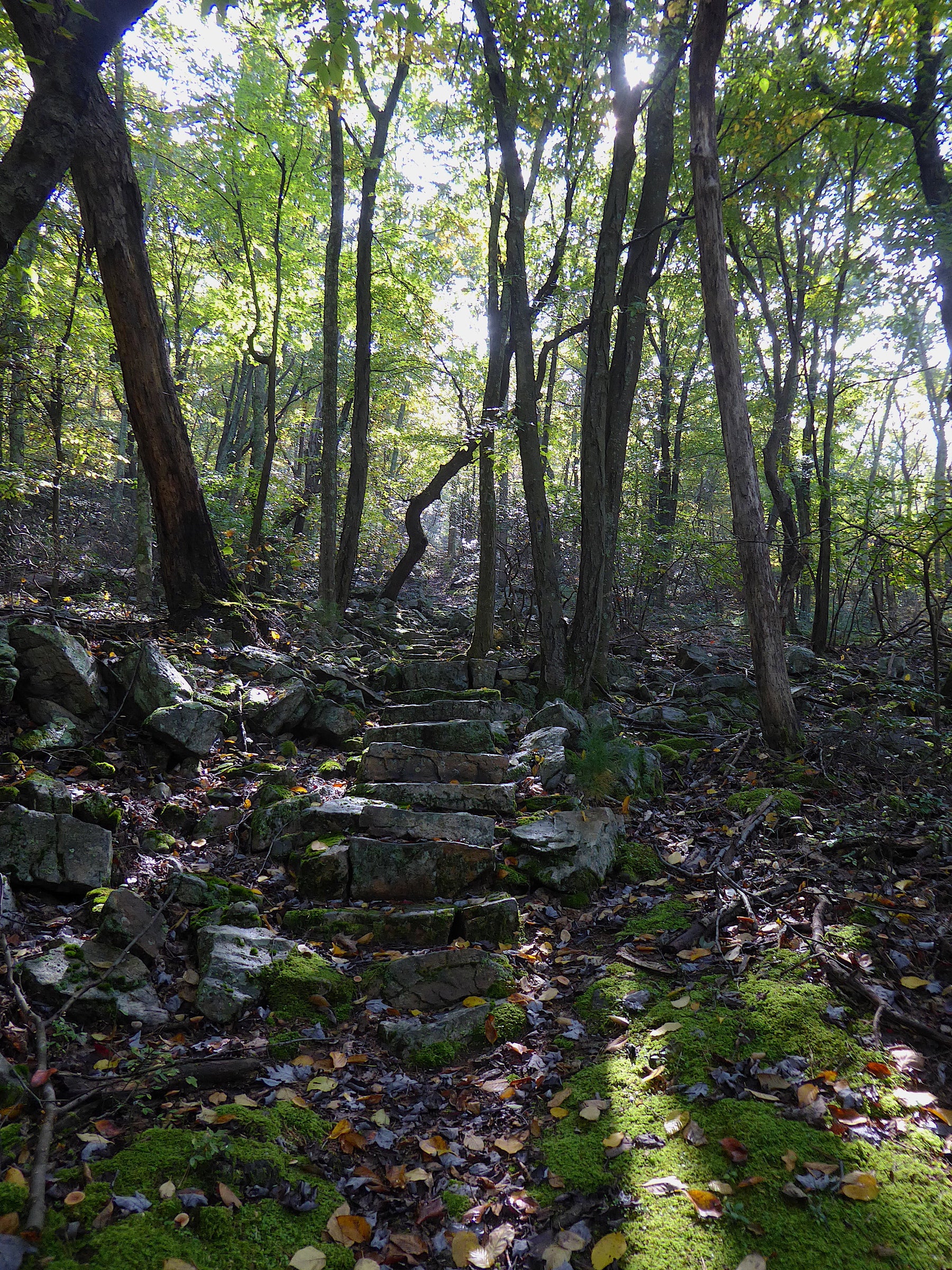 Ironstone Trail Revisiting A Classic Hike In Rothrock State Forest, P