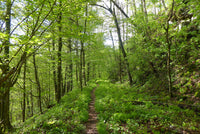 Old Loggers Path: One of the Finest Backpacking Loops in Pennsylvania ...