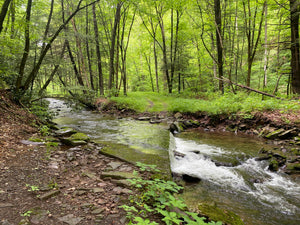 Deep Creek - Savage River State Forest: Maryland