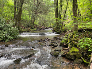 Deep Creek - Savage River State Forest: Maryland