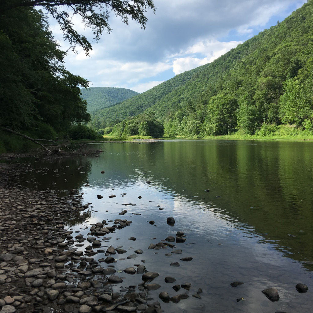 Fly fishing Pine creek PA